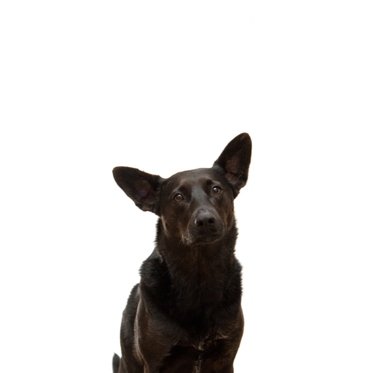 The effect of cauliflower ear on hearing HEARa